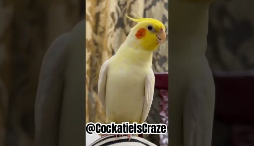 Cute Cockatiel Singing Will Make You Smile | Cockatiels Craze #cockatielscraze