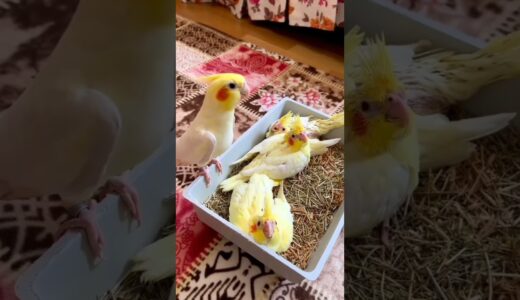 Funny Cockatiel Singing | Cockatiel | Baby Cockatiel | Cockatiel Bird | Cute Cockatiels and Funny