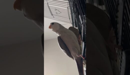 Male Cockatiel Singing Songs