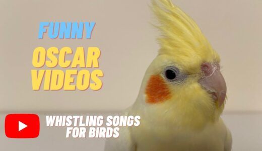 My Cockatiel Oscar singing if you are happy and you know it with whistle – Whistling Songs For Birds