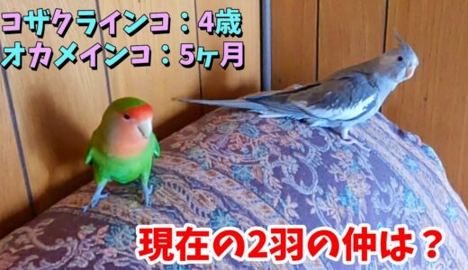 オカメインコ､ハクが生後5ヶ月になりました