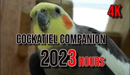 4K Cockatiel Companion 3 Hours of Birds for your Cockatiel.