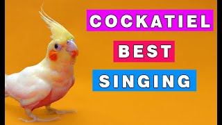 cockatiel singing song | cockatiel talking 🦜🎶🎵
