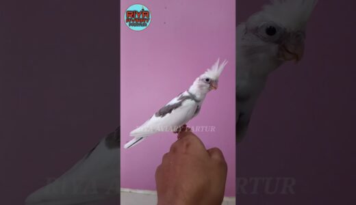 Home Breed 🔥 #cockatiel #pets #birds #birdslover