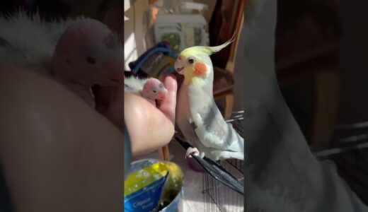 Update Baby Cockatiel First 30 Days – Cockatiel Growing Day By Day 😊
