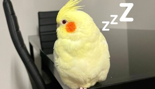 Cockatiel Likes To Sleep Everywhere