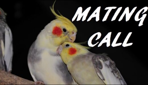 Cockatiel Mating Call