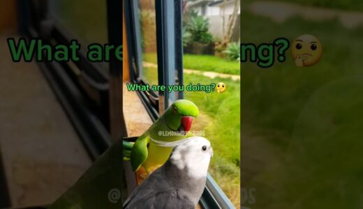 Greenie Investigating Blanco #birds #bird #parrots #pets #parrot #ringneck #talkingparrot #cockatiel
