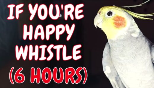 If You’re Happy and You Know it Whistle, Cockatiel Practice, 6 HOURS of Cockatiel Whistling