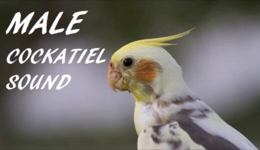 Male Cockatiel Sound