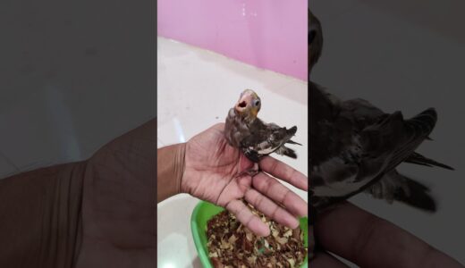 Well Growin Cockatiel Chick #cockatiel #pets #birds #birdslover