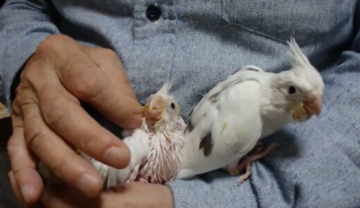 きれいな高級オカメインコです。