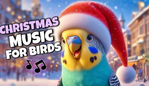 Christmas Music for Your Bird🎄 | Budgie Parakeet Lovebird & Cockatiel Sounds