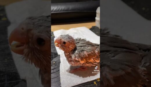 Baby bird (cockatiel) feeding