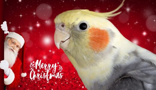 Cockatiel singing for christmas | Happy new year 2024