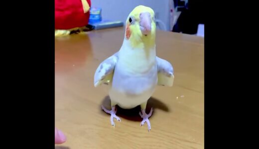 Funny Cockatiel Videos #shorts – Comic Parrot Shorts – Lovely Bird Video
