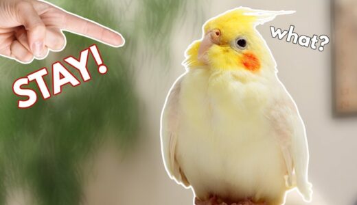 How to Teach a Cockatiel to STAY! (or any bird!)