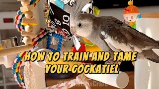 How to Train and Tame Your Cockatiel | Tips and Tricks for Beginners