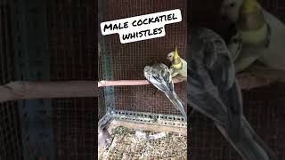 Male cockatiel sounds whistling to impress female cockatiel #shorts