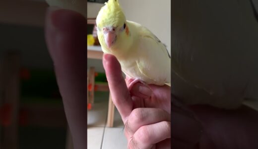 My Cockatiel is a Nail Clipper