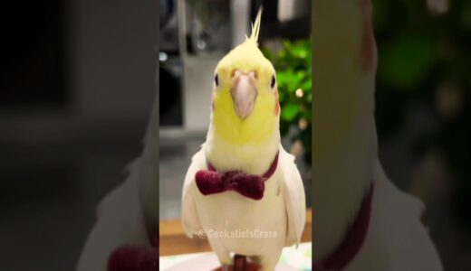 Adorable Cockatiel Charlie Serenades with the Cookie Song! 🎵  #Cockatiel #CookieSong