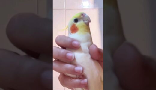 Adorable Cockatiel Charlie’s Singing Extravaganza! 🎶 | Cute Cockatiel Moments ❤️