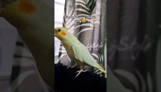 Cockatiel singing 🥰 Cookie 😍 #shorts #viral #bird #cockatiel