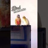 Taking the antics to volume 100 📢📢 #cockatiel #conure #parrot #cuteanimals #birds #funnyshorts