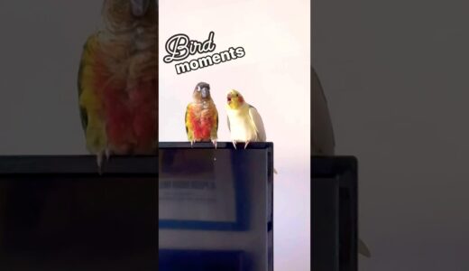 Taking the antics to volume 100 📢📢 #cockatiel #conure #parrot #cuteanimals #birds #funnyshorts