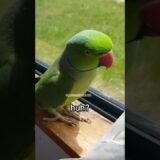 Why this Parrot can be a Detective 🧐 #birds #parrot #pets #funnyanimal #cockatiel #shorts #parrots
