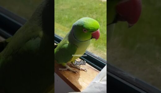 Why this Parrot can be a Detective 🧐 #birds #parrot #pets #funnyanimal #cockatiel #shorts #parrots