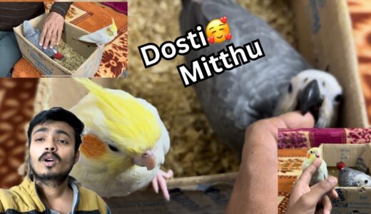 African grey or cockatiel ( biskut ) ki dosti ho gayi 😍