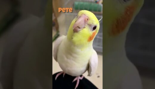 Cute Pete the Singing Cockatiel 😊 #featheredfriends