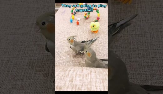 They are going to play together 🐣🐣🦜#cockatiel #shorts