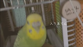 帰宅拒否するセキセイインコとオカメインコ/Sekisei parakeet and cockatiel that don’t go home #cockatiel #budgie #インコ