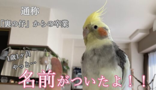 1歳1ヶ月のオカメインコお迎え1週間の様子と名前決定です♪