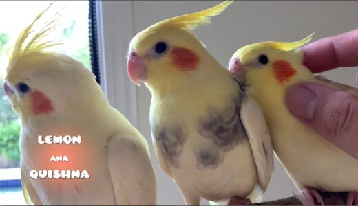 Baby Cockatiel Siblings’ Perch Challenge