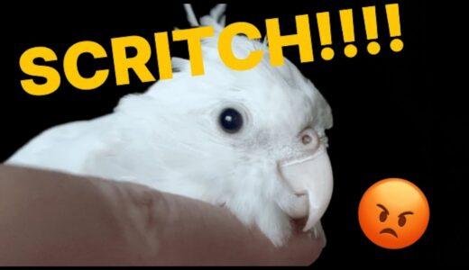 Bird Petting Gone Wrong: Cockatiel Gets Mad