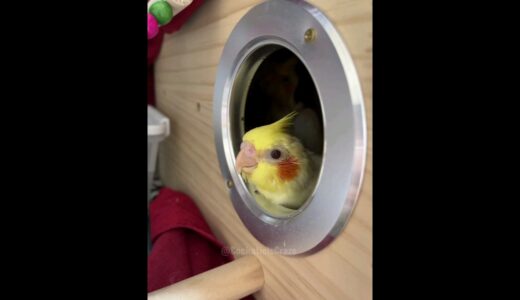 Pete the Cockatiel: From Egg to Singing Star | Cockatiels Craze