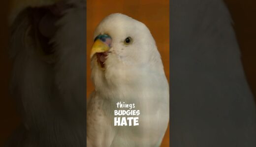 Things Budgies Hate and Humans Do