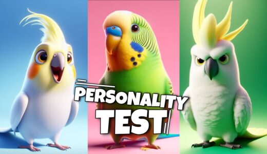 What Bird Should you Get? (BASED ON YOUR PERSONALITY) Budgie, Cockatiel, African Grey OR Cockatoo?