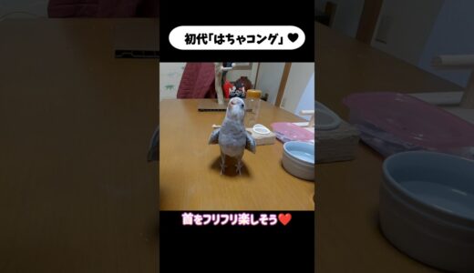 きちゃコングを完コピ！これが｢はちゃコング｣です✨#shorts#オカメインコ#cockatiel