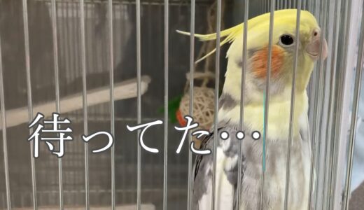 【お迎え初日】ペットショップの裏で過ごしていた1歳のオカメインコ