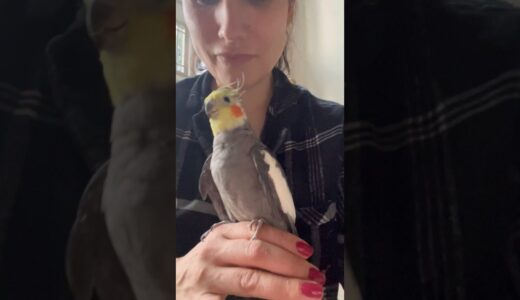 New bird reveal 🥹 #cockatiel #bird #rescue #adoptdontshop #cute #animalshorts #youtubeshorts