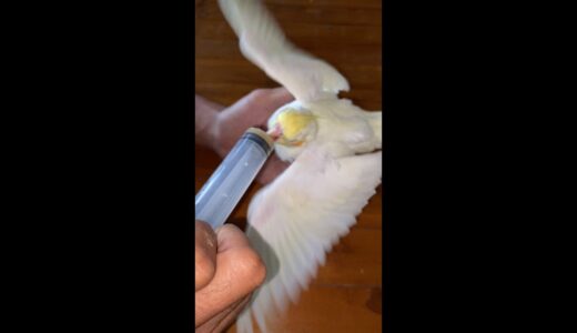 how to hand feed cockatiel chicks