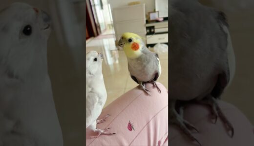 从没见过如此爱吵架的小鸟！ #cockatiel #玄凤鹦鹉 #parrot