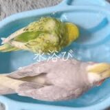 【水浴び】セキセイインコとオカメインコが仲良く？水浴び中喧嘩！？/A cute bathing of a parakeet #cockatiel #budgie #水浴び