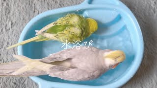 【水浴び】セキセイインコとオカメインコが仲良く？水浴び中喧嘩！？/A cute bathing of a parakeet #cockatiel #budgie #水浴び