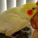 How Does A Cockatiel Show Affection