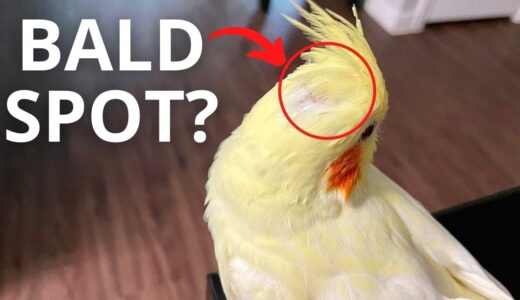 Why Does My Lutino Cockatiel Have A Bald Spot?